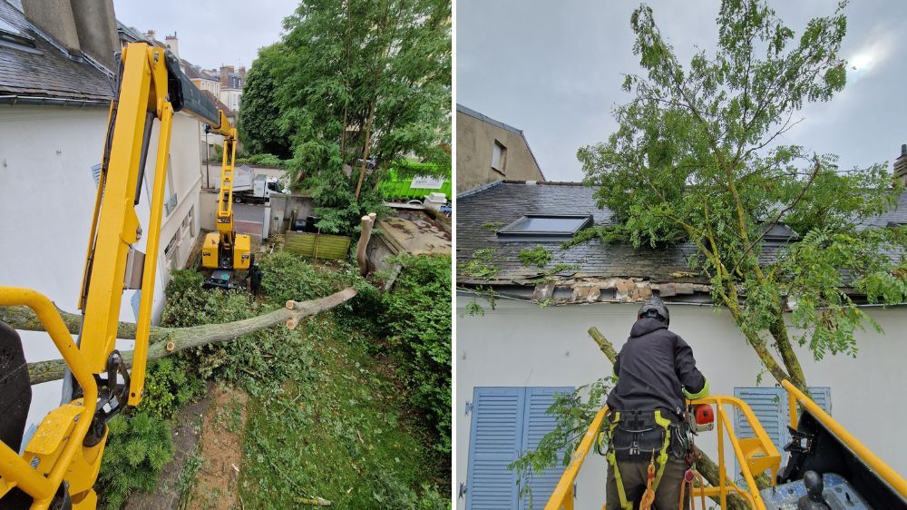 SEM - Abattage d’urgence d’arbres à Saint-Germain-en-Laye (78).jpg