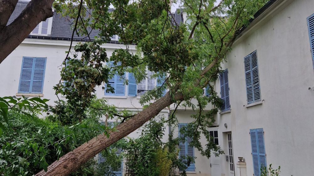 SEM - Abattage d’urgence d’arbres à Saint-Germain-en-Laye (78) 3.jpg