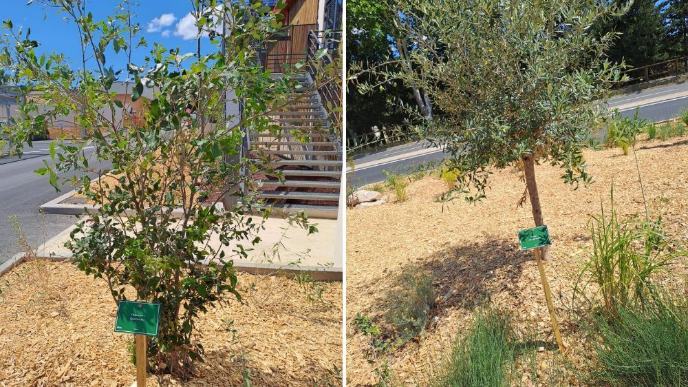 Montpellier - Création d’espaces verts, Lidl à Teyran (34) 2.jpg