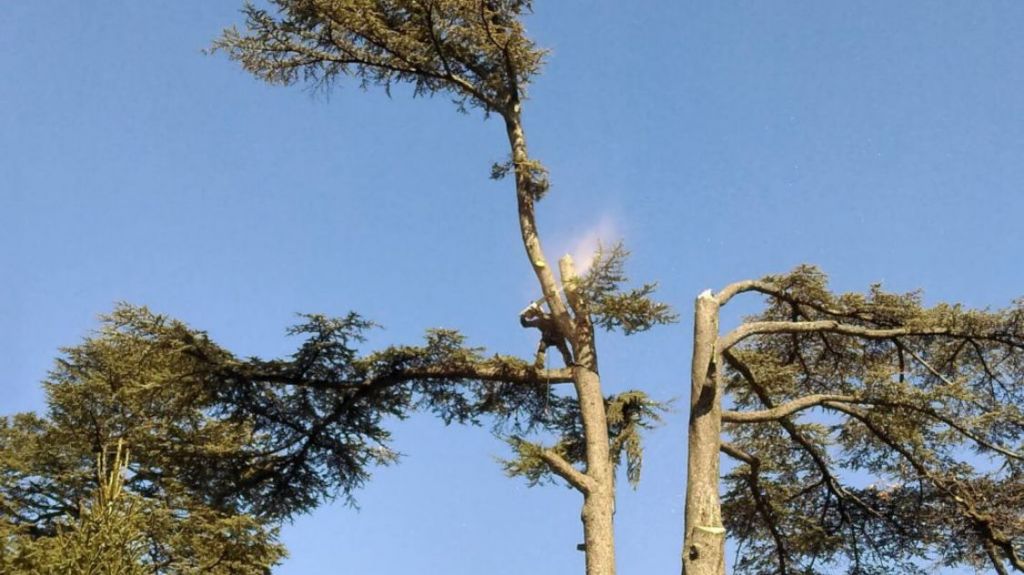 Scellant pour l'élagage des plaies végétales - Pâte de coupe d'élagage d' arbre - Pansement pour plaies d'arbre, Agent de cicatrisation des plaies de  bonsaï, greffe de plantes et traitement des plaies