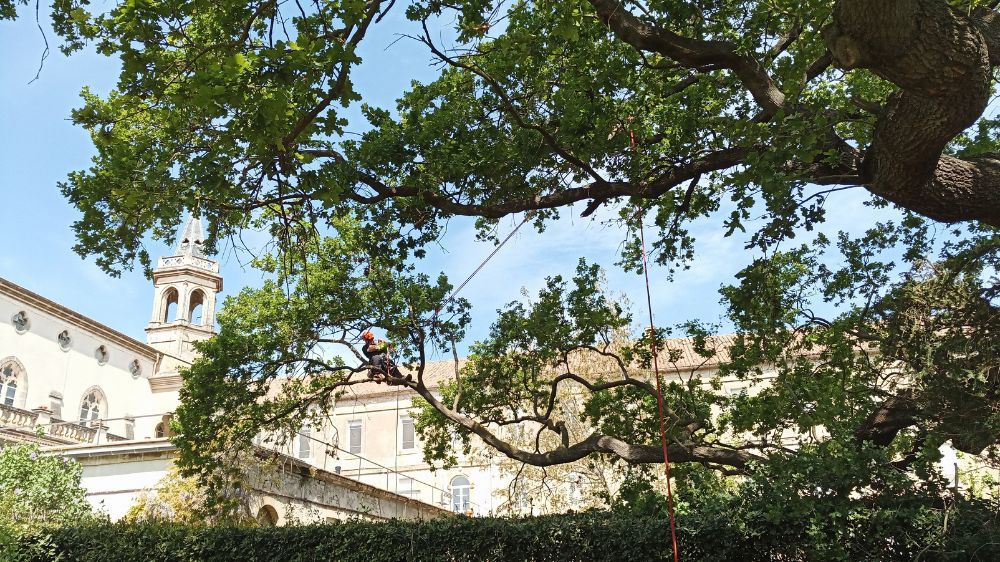 2 Elagage d'arbres Serpe Avignon.jpg