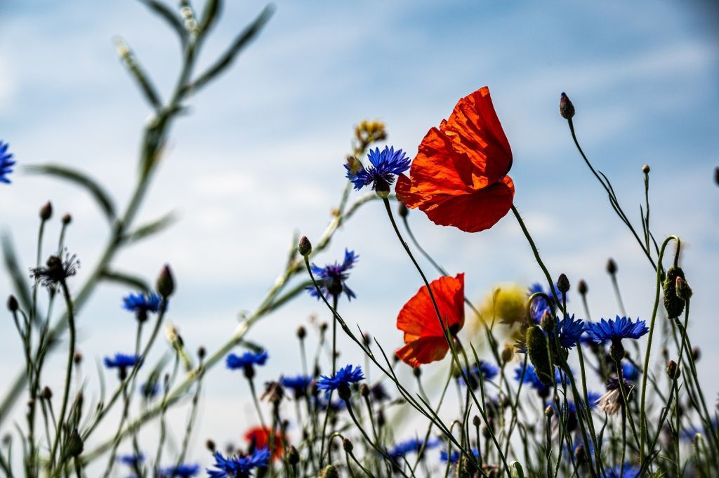 serpe-biodiversité.jpeg