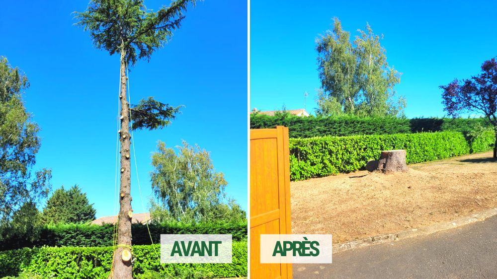 Abattage d'arbres à La Roche sur Yon.jpg