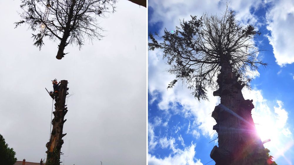 Lille - Démontage d’un arbre dépérissant à Loos (59).jpg