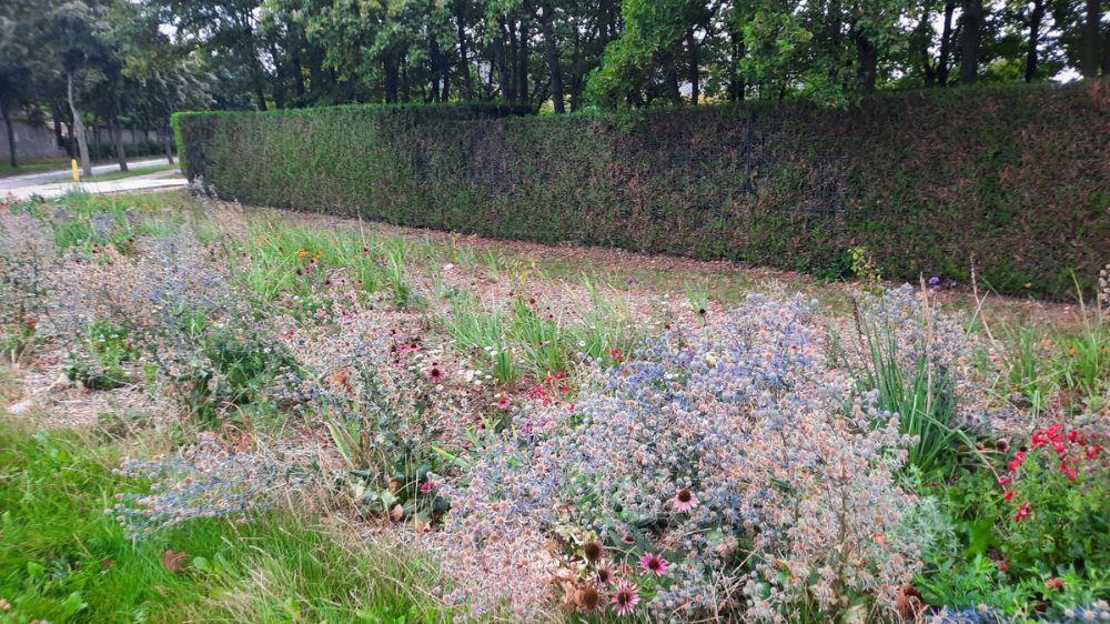 SEM - Aménagement de massif fleurit - Voisin Le Bretonneux (78) 1.jpg