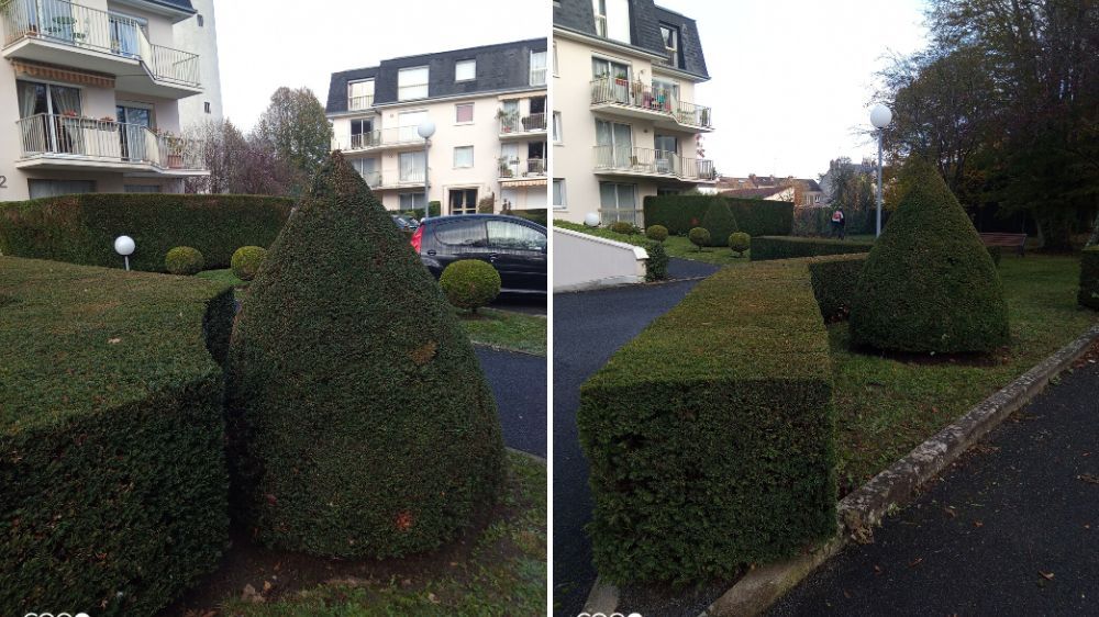 SEM - Taille de topiaires - résidence la Chesnaye à Rambouillet (78) 2.jpg