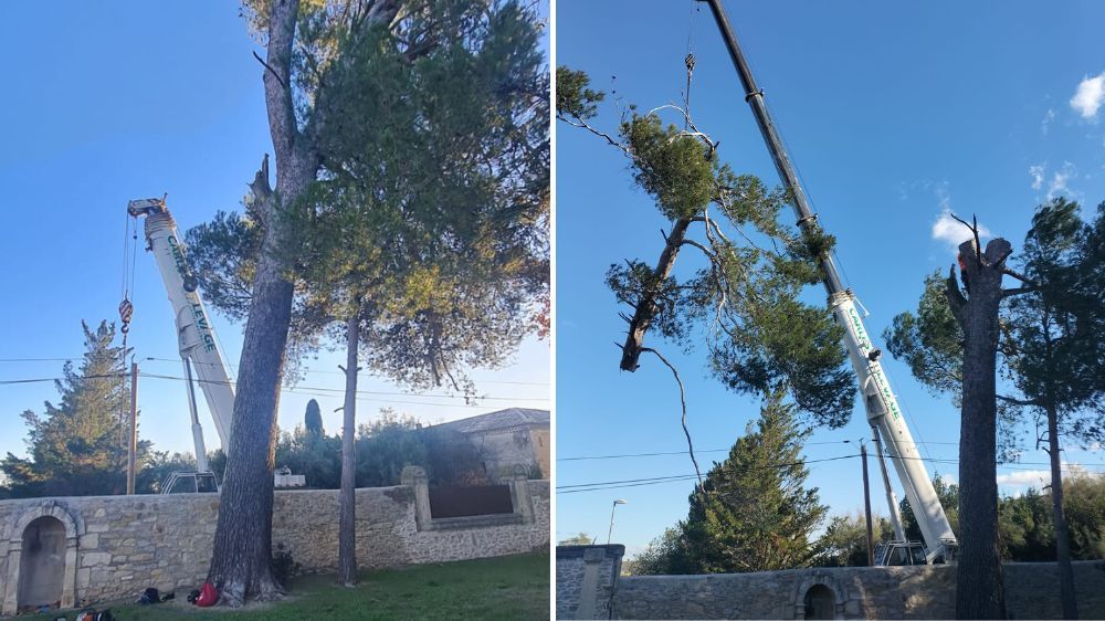 Montpellier - Démontage d’un grand pin à Saint Sériès (34).jpg