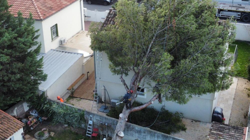 Avignon - Abattage d’urgence à Morières-lès-Avignon (85).jpg.jpg