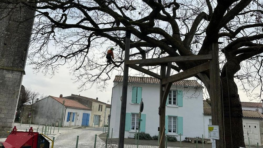 La Rochelle - Taille d’un arbre remarquable - Marsilly (17) 3.jpg