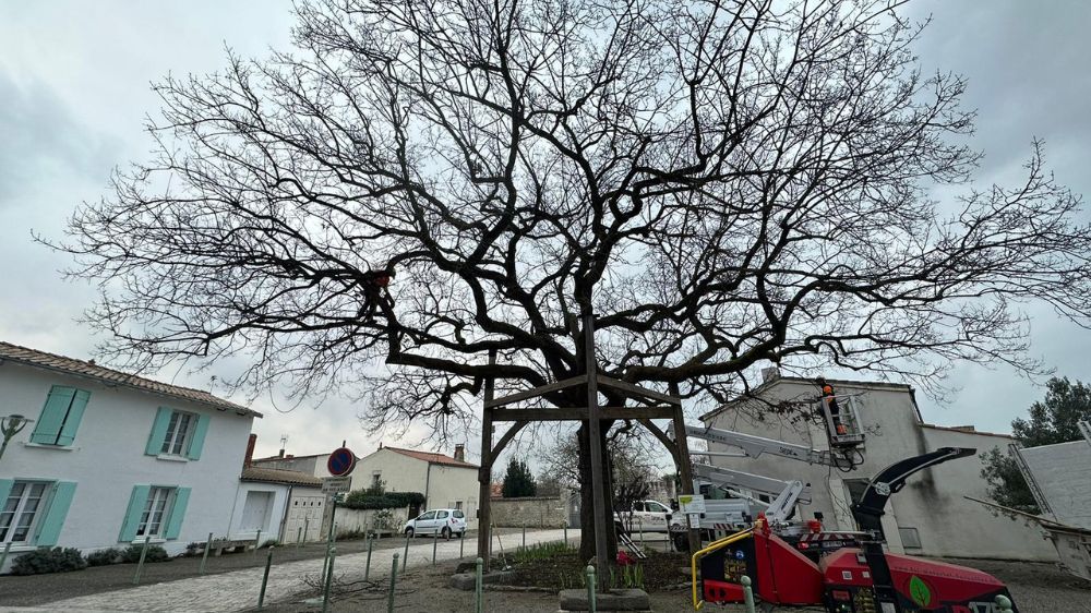 La Rochelle - Taille d’un arbre remarquable - Marsilly (17).jpg