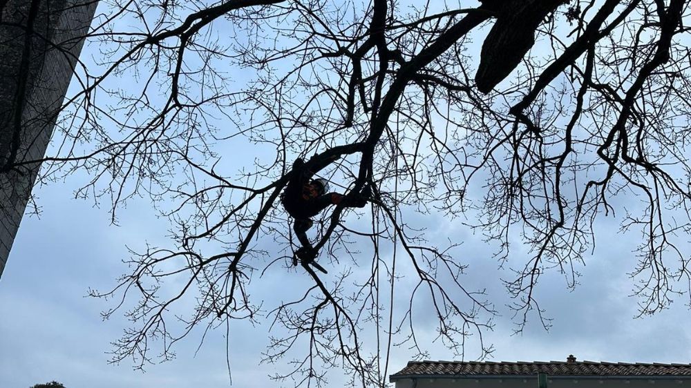 La Rochelle - Taille d’un arbre remarquable - Marsilly (17) 2.jpg