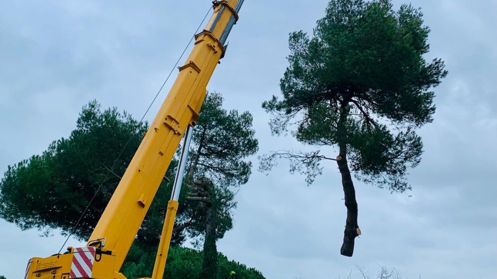 La Rochelle - Abattage d’arbres à l’île de Ré (17).jpg