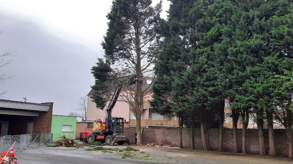 Lille - Abattage d’arbre à La Bassée (59) 2.jpg