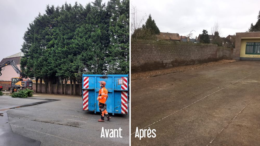 Lille - Abattage d’arbre à La Bassée (59).jpg