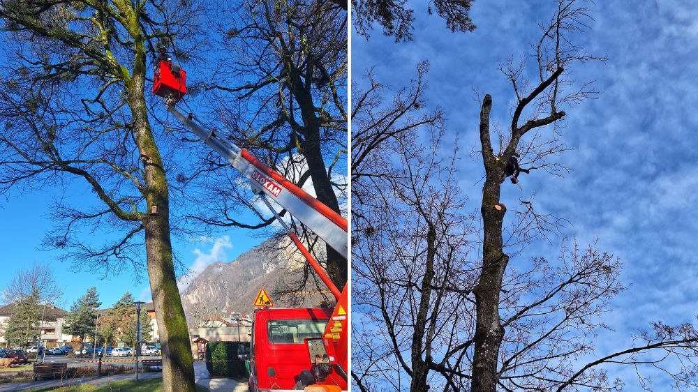 Annecy - Élagage et abattage d’arbres à Faverges (74) 3.jpg