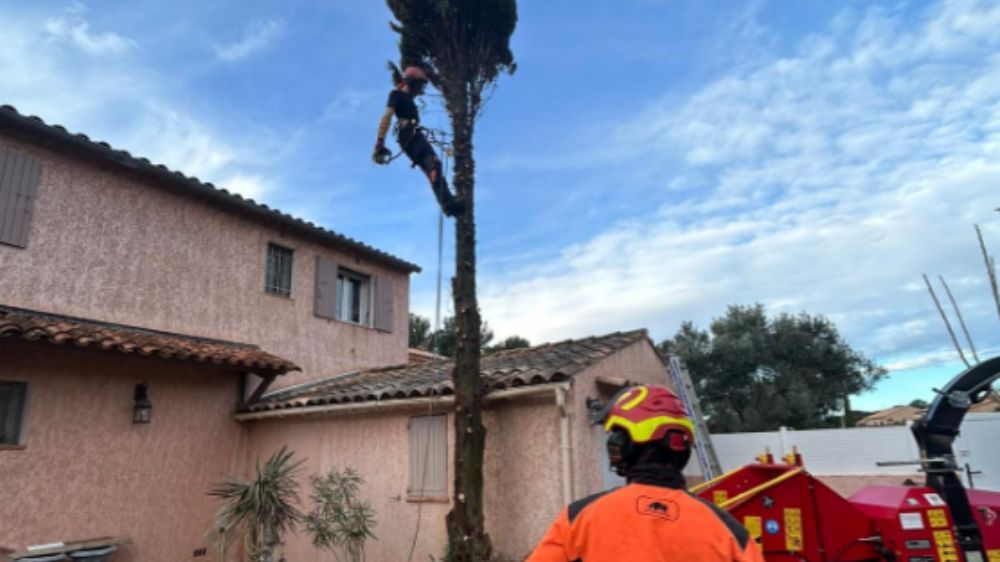 Abattage d'un Cyprès par démontage.jpg