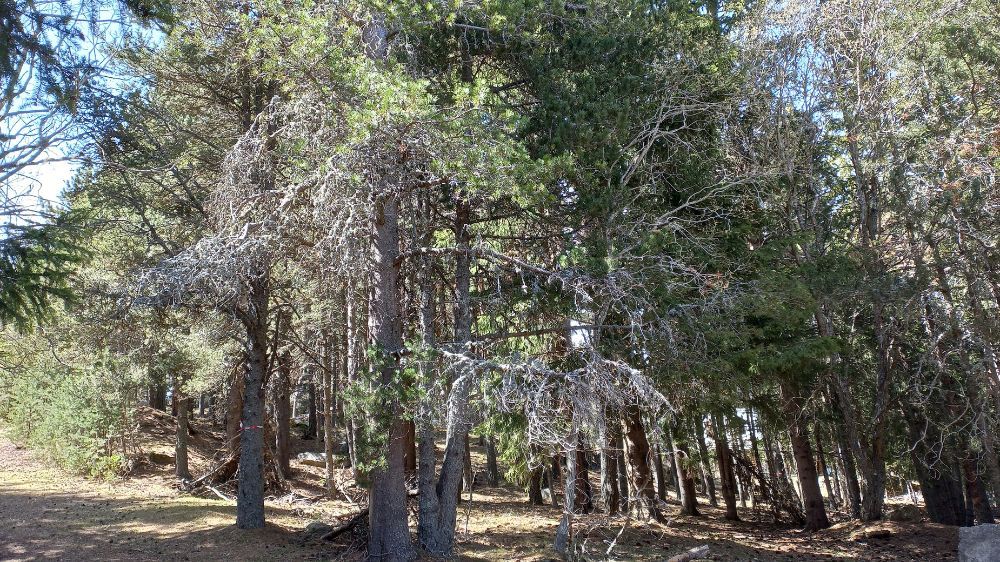 Relevé des arbres à dendromicrohabitat pour une valorisation écologique du site (66) (1).jpg