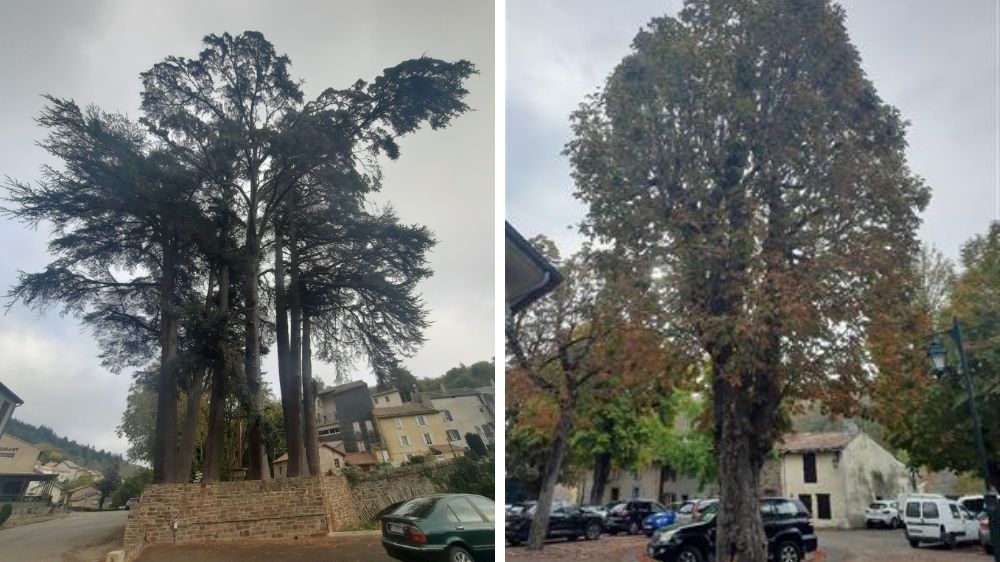 Expertise et programation d’intervention du patrimoine arboré communal, Cuxac-Cabardès (11).jpg