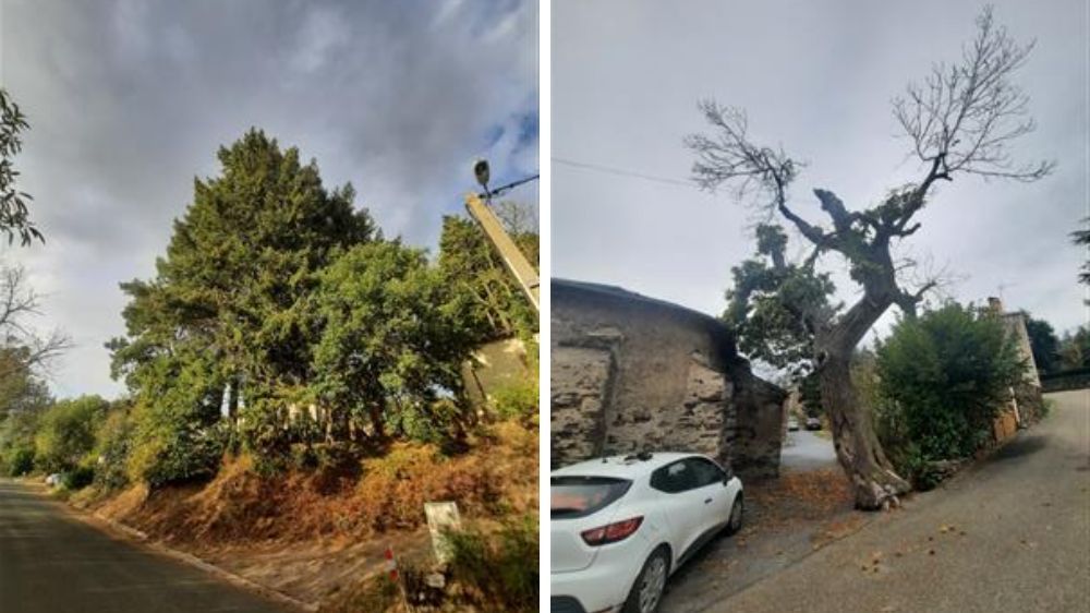 Expertise et programation d’intervention du patrimoine arboré communal, Cuxac-Cabardès (11) (1).jpg