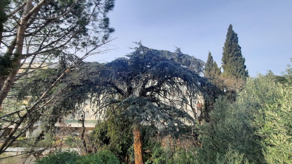 VALORISATION ET INTEGRATION du patrimoine arboré, Nimes (30).jpg