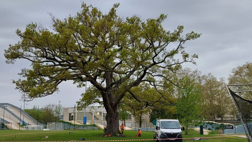 bordeaux - entretien d'un chêne bi centenaire.jpg