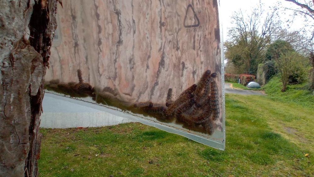 Saint-Lô - Lutte contre la chenille processionnaire du pin.jpg