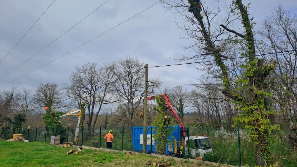 Lyon - Abattage de 18 arbres en milieu urbain (69) 3.jpg