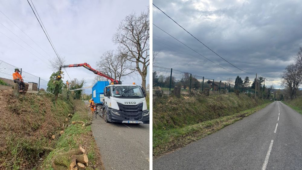 Lyon - Abattage de 18 arbres en milieu urbain (69) 2.jpg