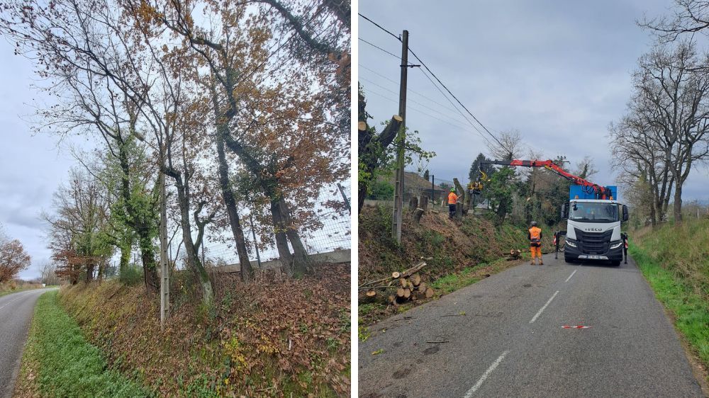 Lyon - Abattage de 18 arbres en milieu urbain (69).jpg