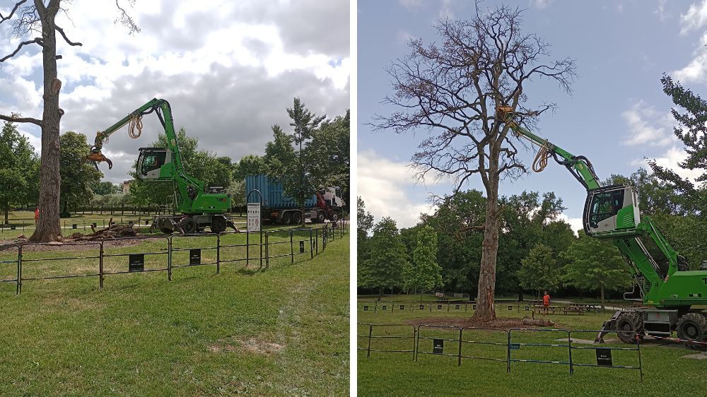 angers - Mise en sécurité d’un chêne centenaire – Parc de Pignerolle (Angers).jpg