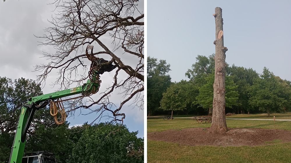 angers - Mise en sécurité d’un chêne centenaire – Parc de Pignerolle (Angers) 2.jpg