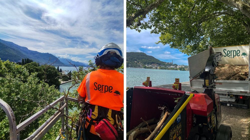 Lyon - Élagage des 126 platanes du Lac d’Annecy (74).jpg