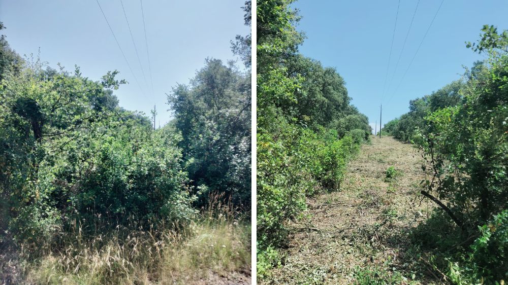 Montpellier - débroussaillage.jpg
