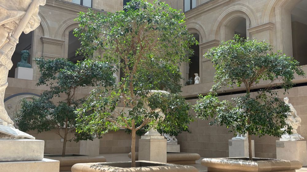 sem - entretien des plantes au musée du louvre 2.jpg