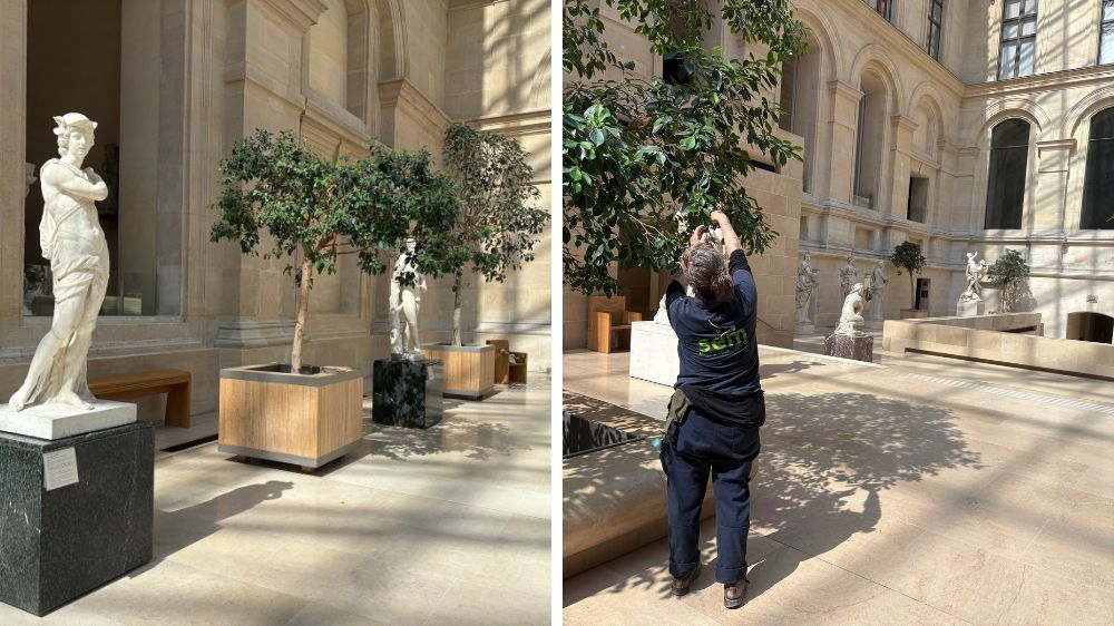 sem - entretien des plantes au musée du louvre 4.jpg
