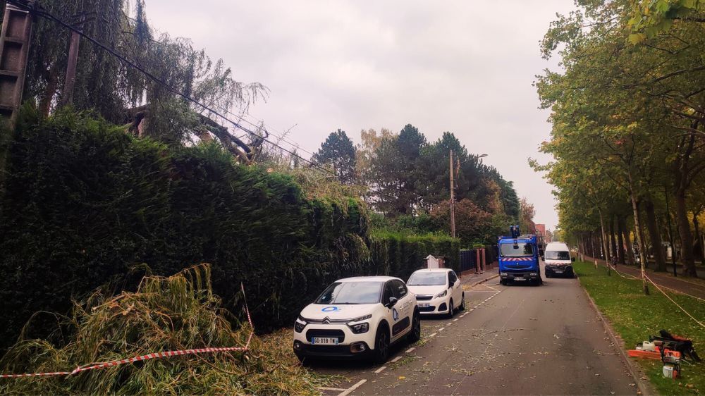 dégagement saule 59.png dégagement saule 59.png